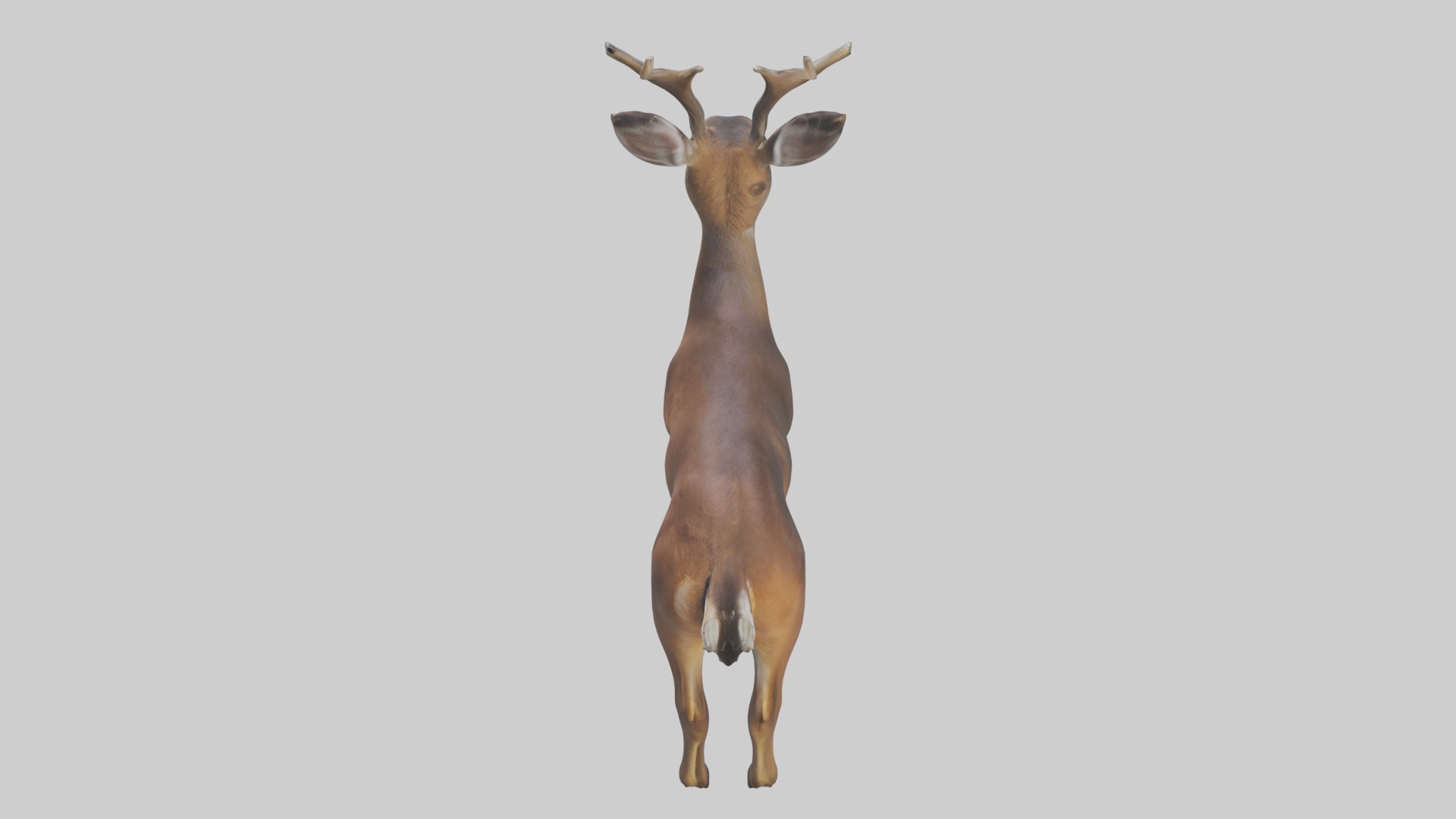 Roe deer Low-poly 3D model_9
