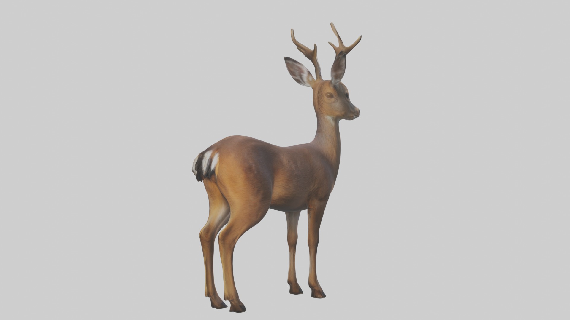 Roe deer Low-poly 3D model_2