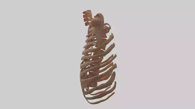 Ribs model