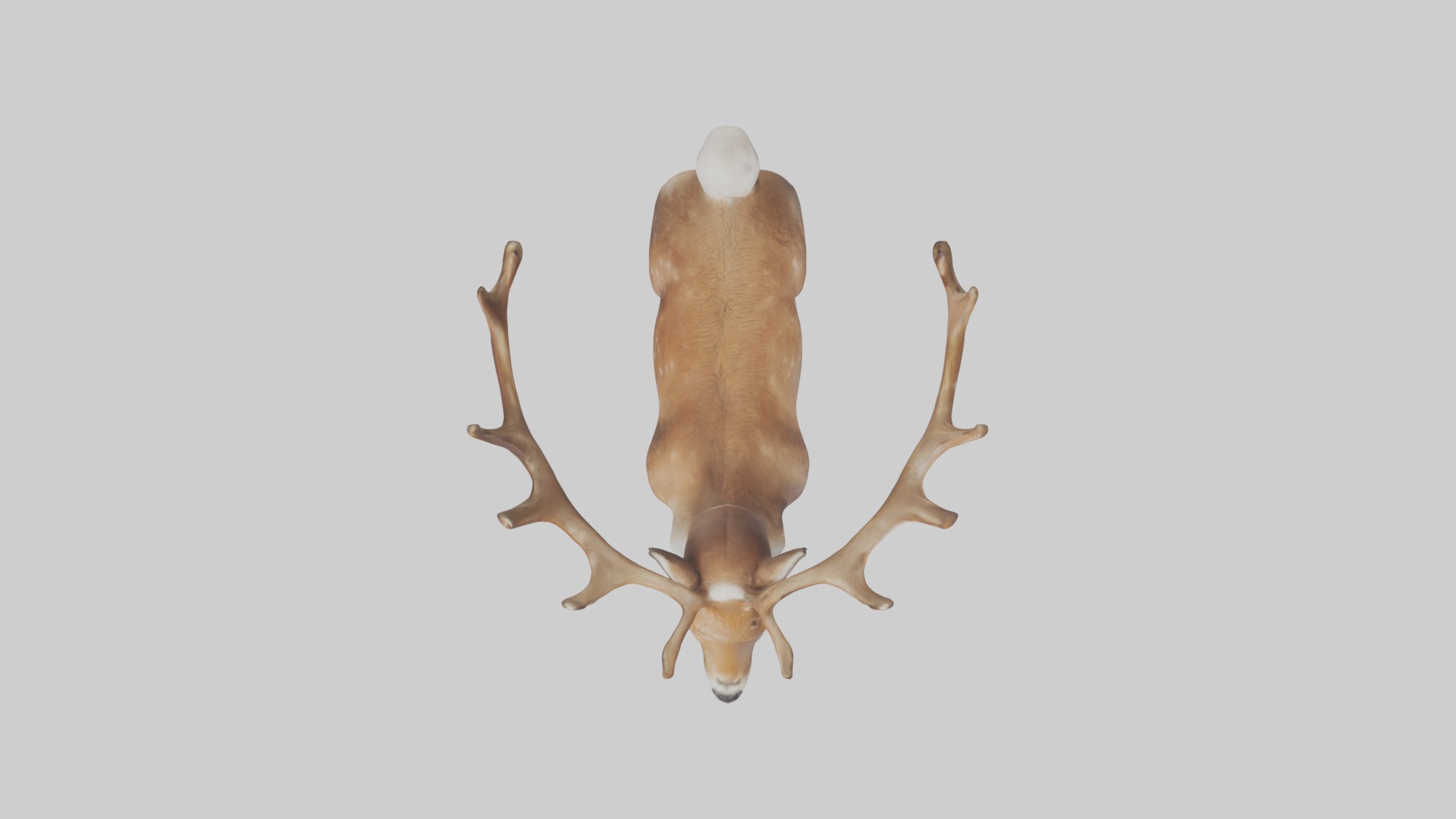 Reindeer deer Low-poly 3D model_8