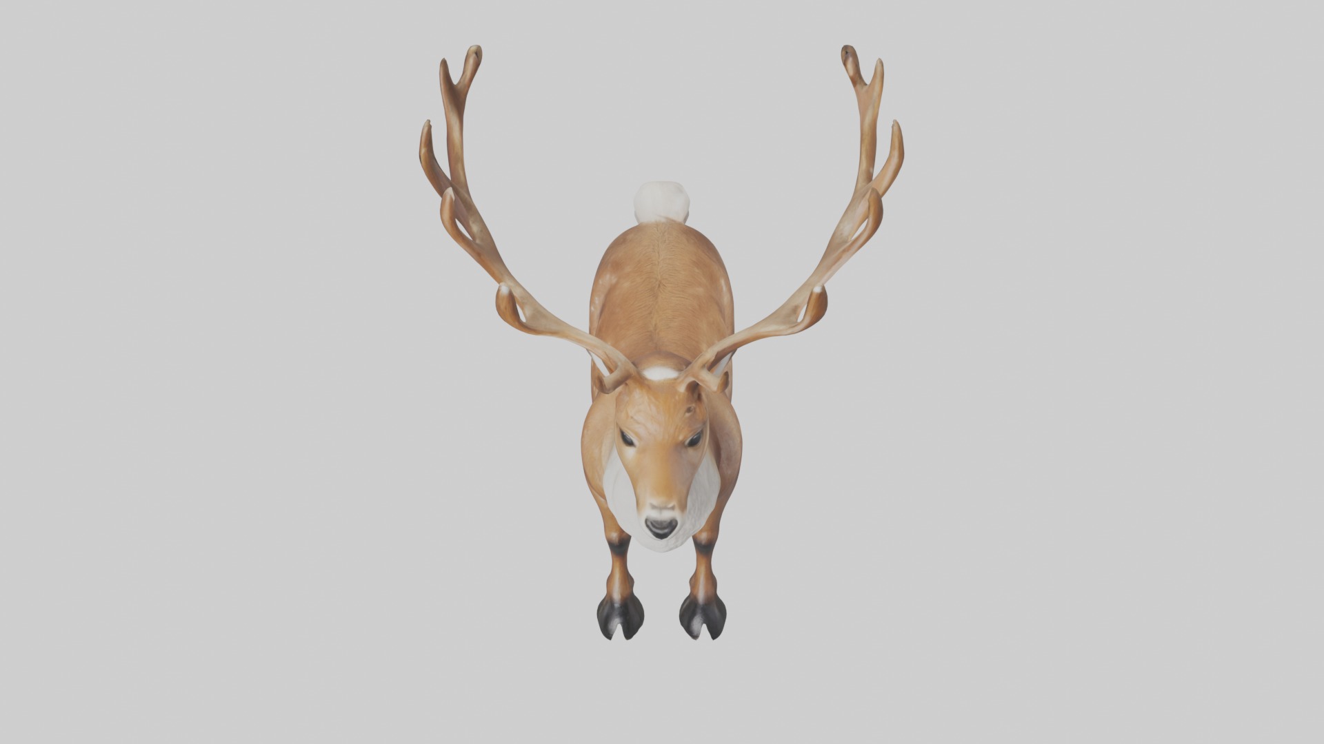 Reindeer deer Low-poly 3D model_10