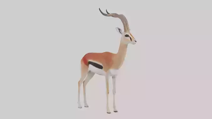 Red-fronted gazelle