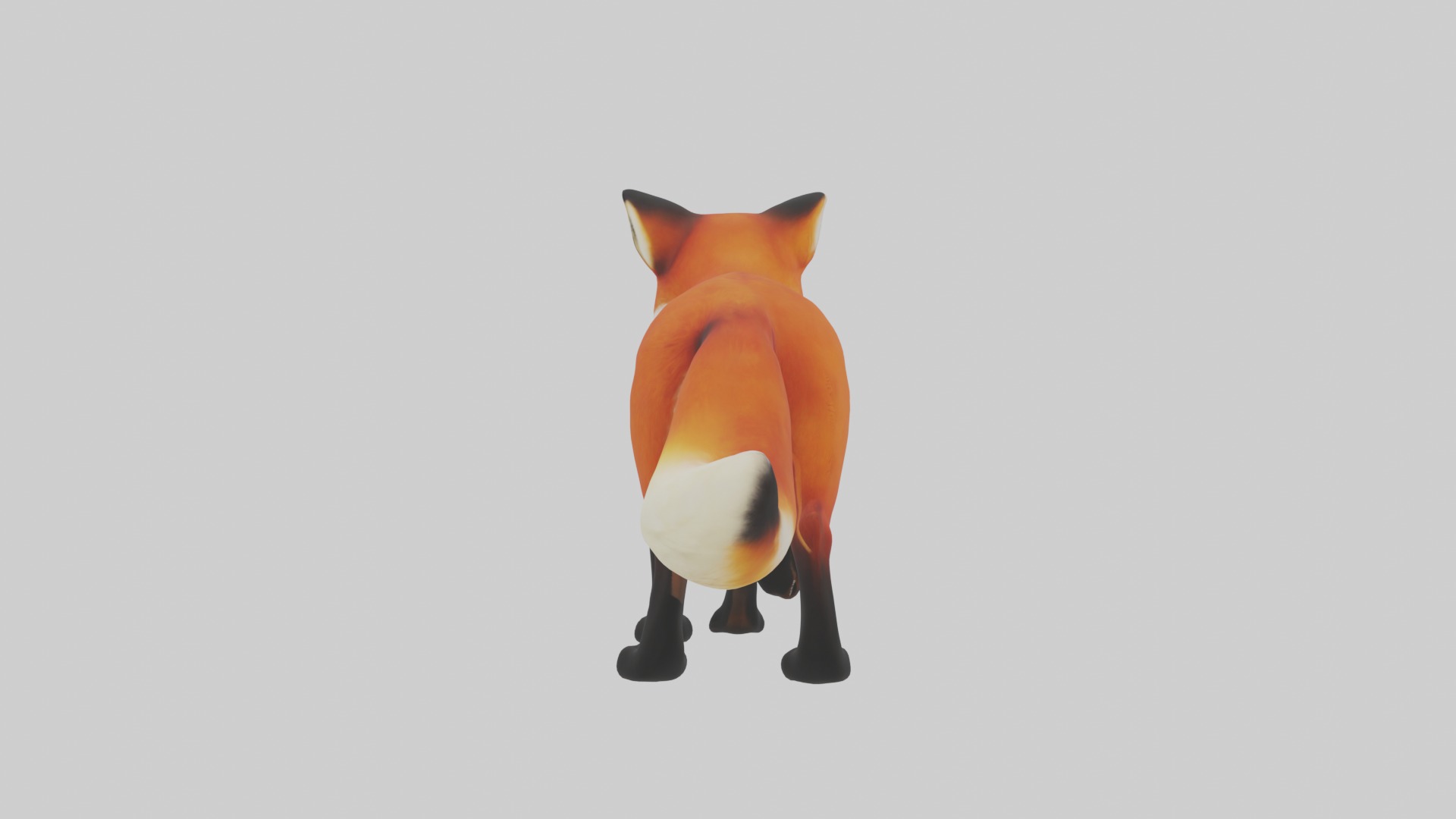 Red Fox Low-poly 3D model_2