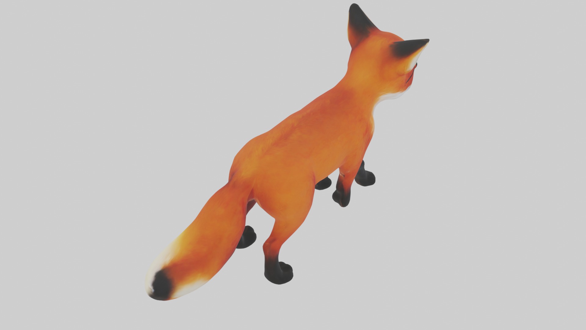 Red Fox Low-poly 3D model_12