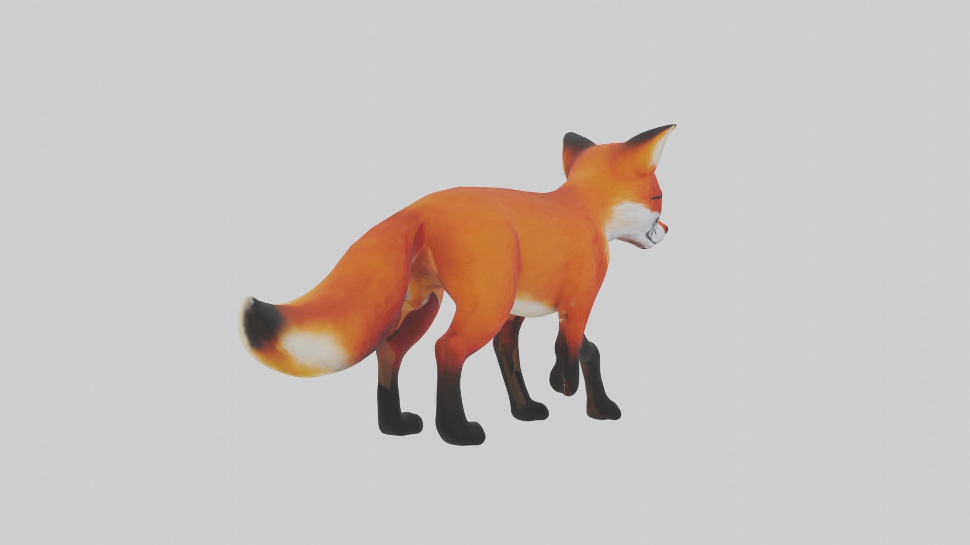Red Fox Low-poly 3D model_7