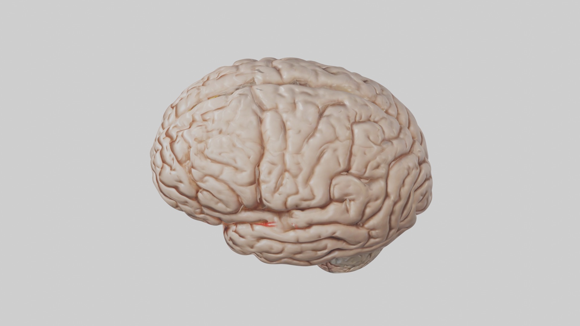 Realistic brain model Low-poly 3D model_11