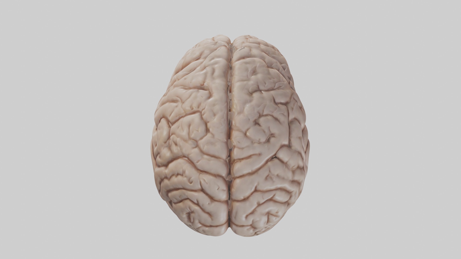 Realistic brain model Low-poly 3D model_9