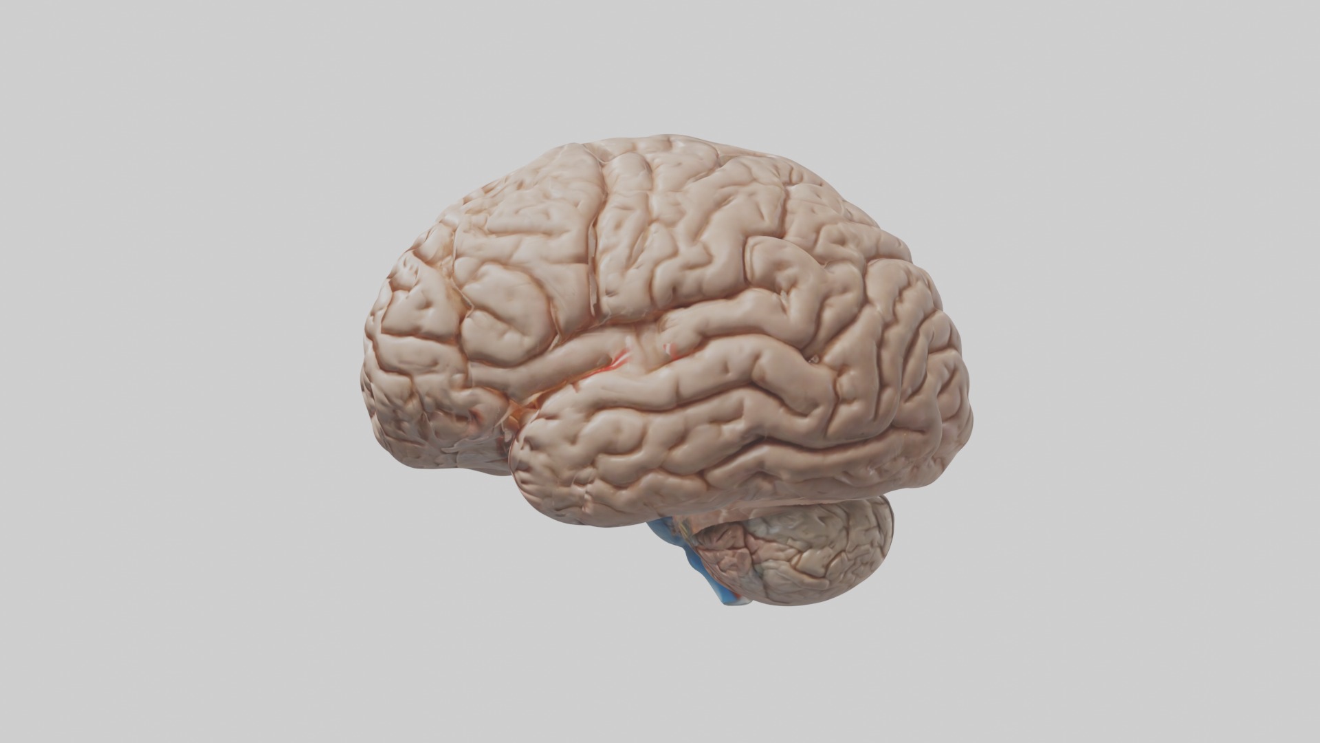 Realistic brain model Low-poly 3D model_6