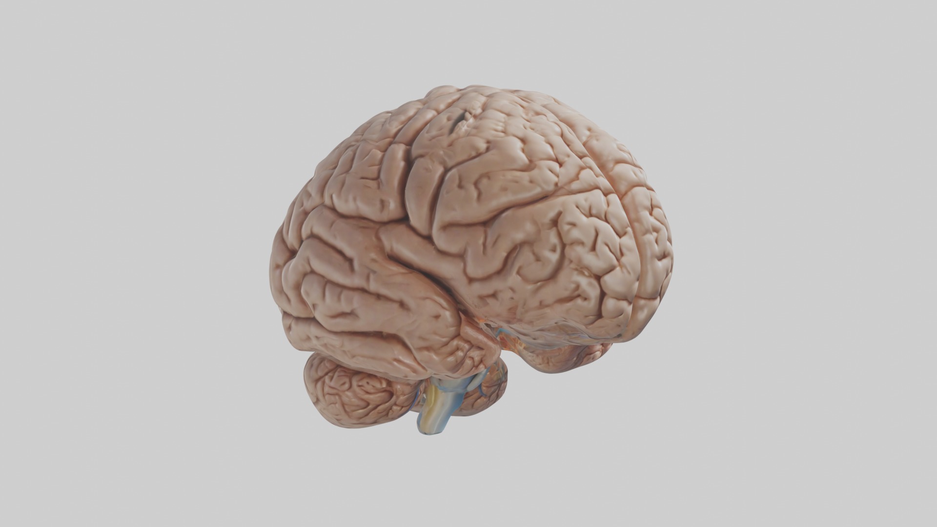 Realistic brain model Low-poly 3D model_5
