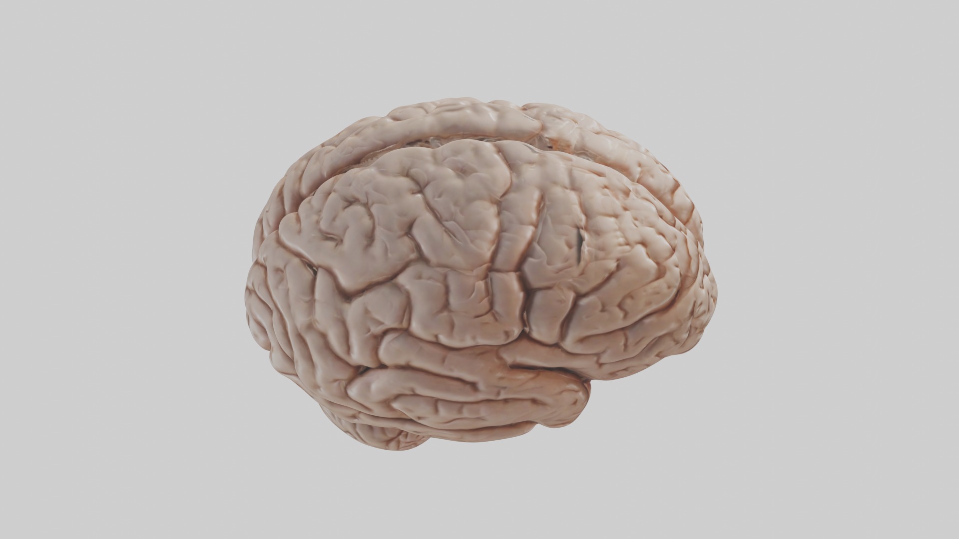 Realistic brain model Low-poly 3D model_12