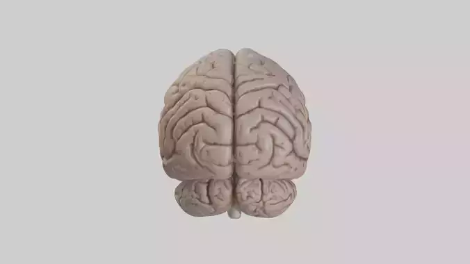 Realistic brain model Low-poly 3D model