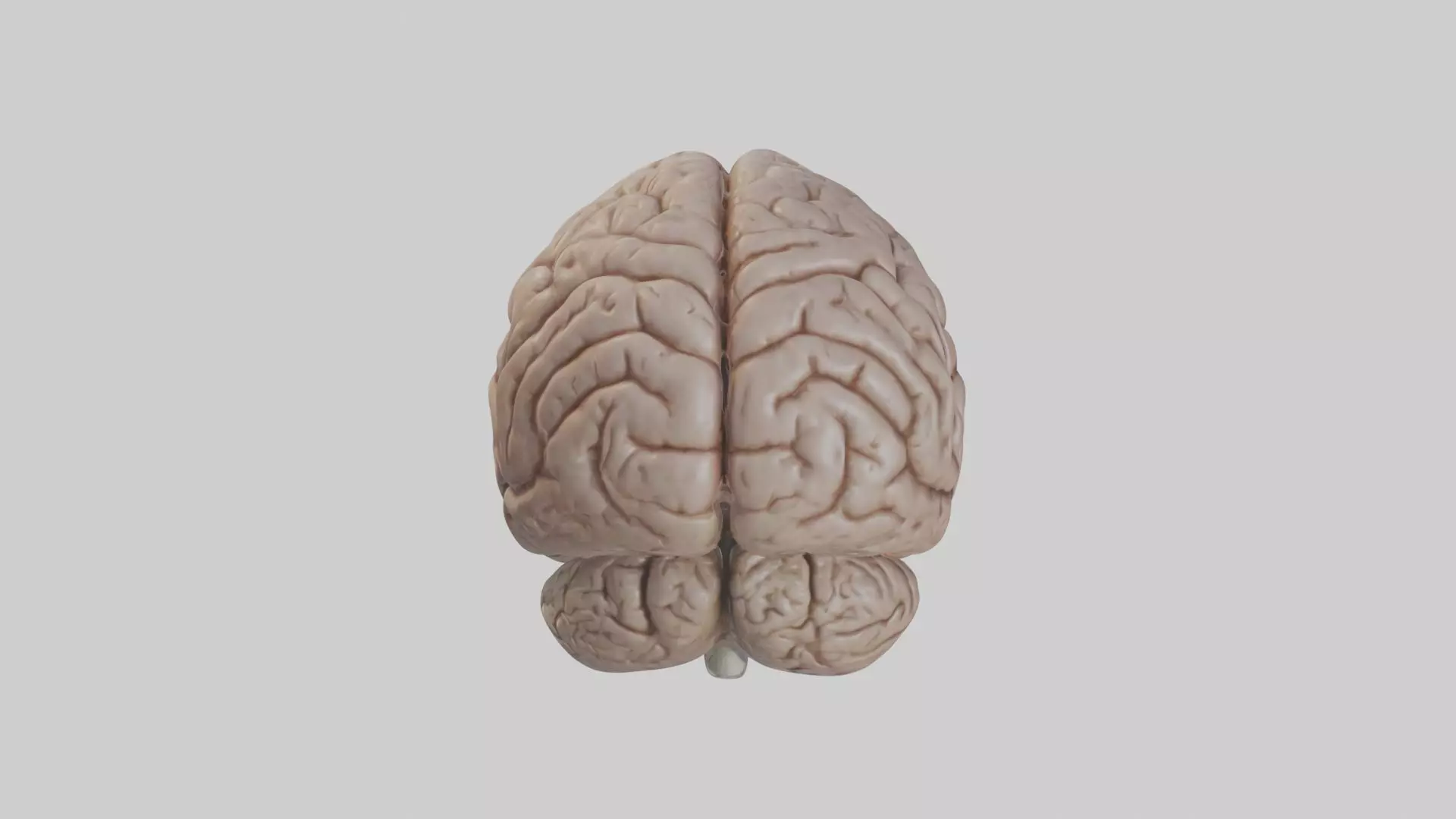 Realistic brain model Low-poly 3D model_0