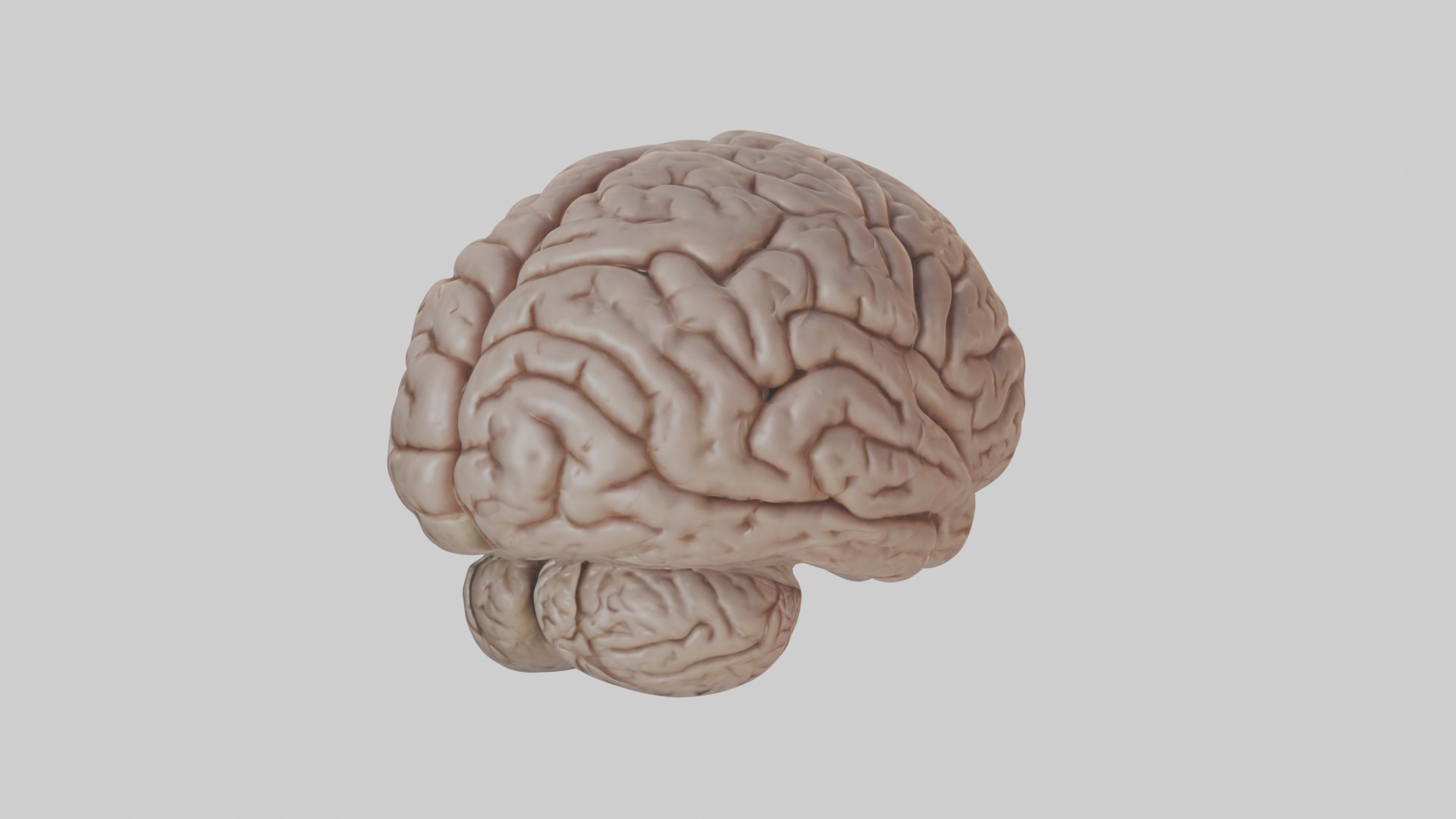 Realistic brain model Low-poly 3D model_2