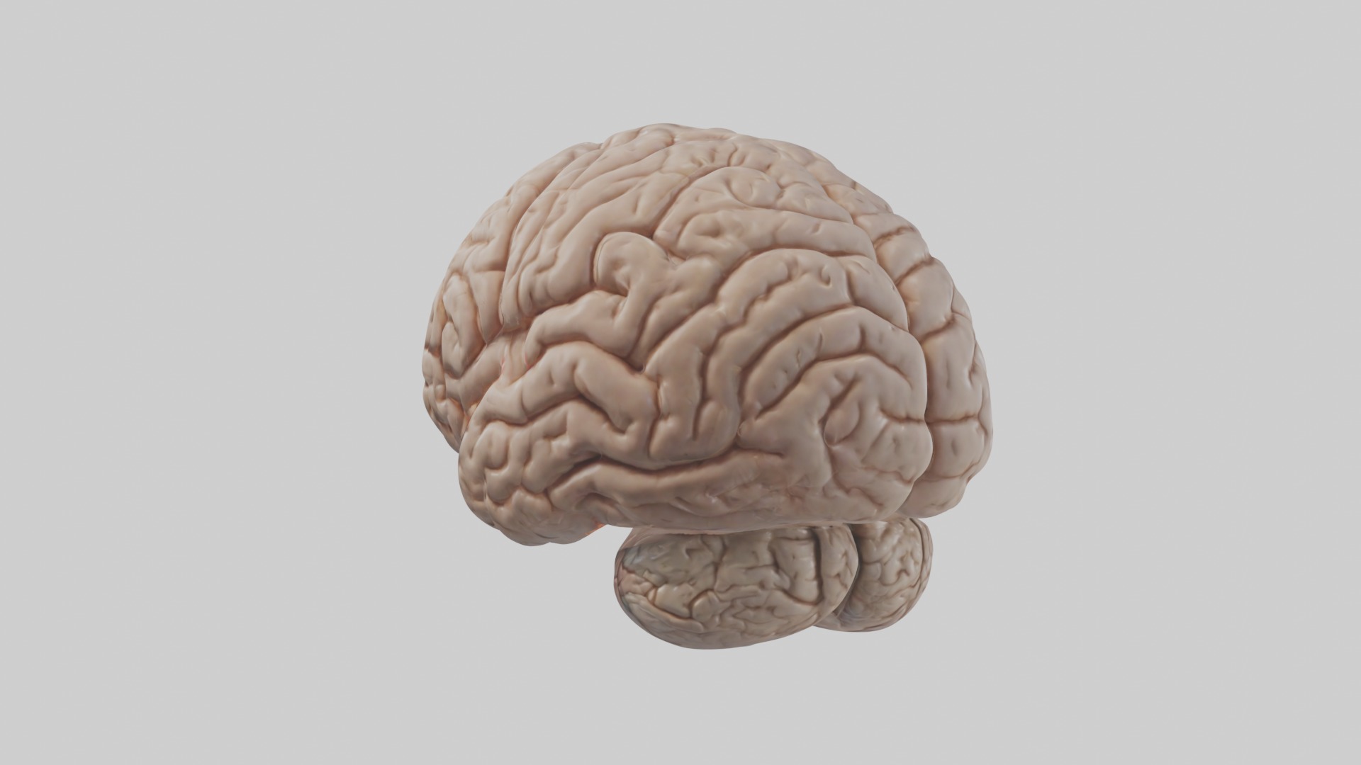 Realistic brain model Low-poly 3D model_1
