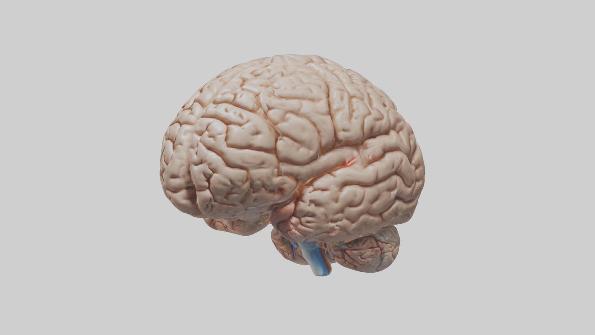 Realistic brain model Low-poly 3D model_4