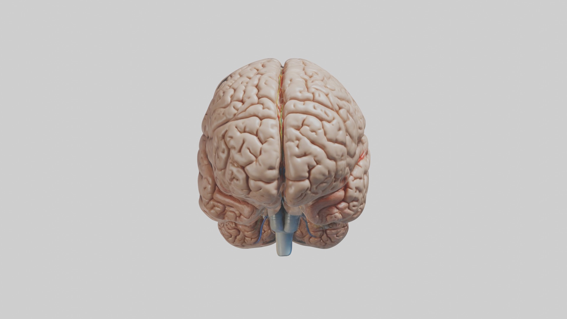 Realistic brain model Low-poly 3D model_3