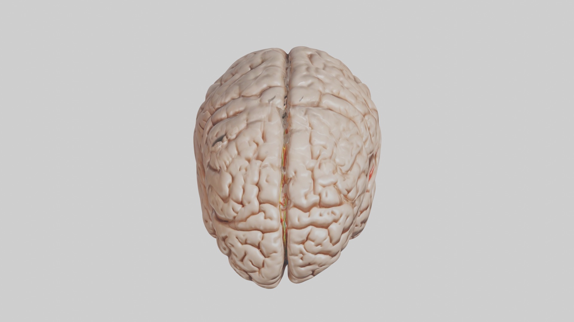 Realistic brain model Low-poly 3D model_10