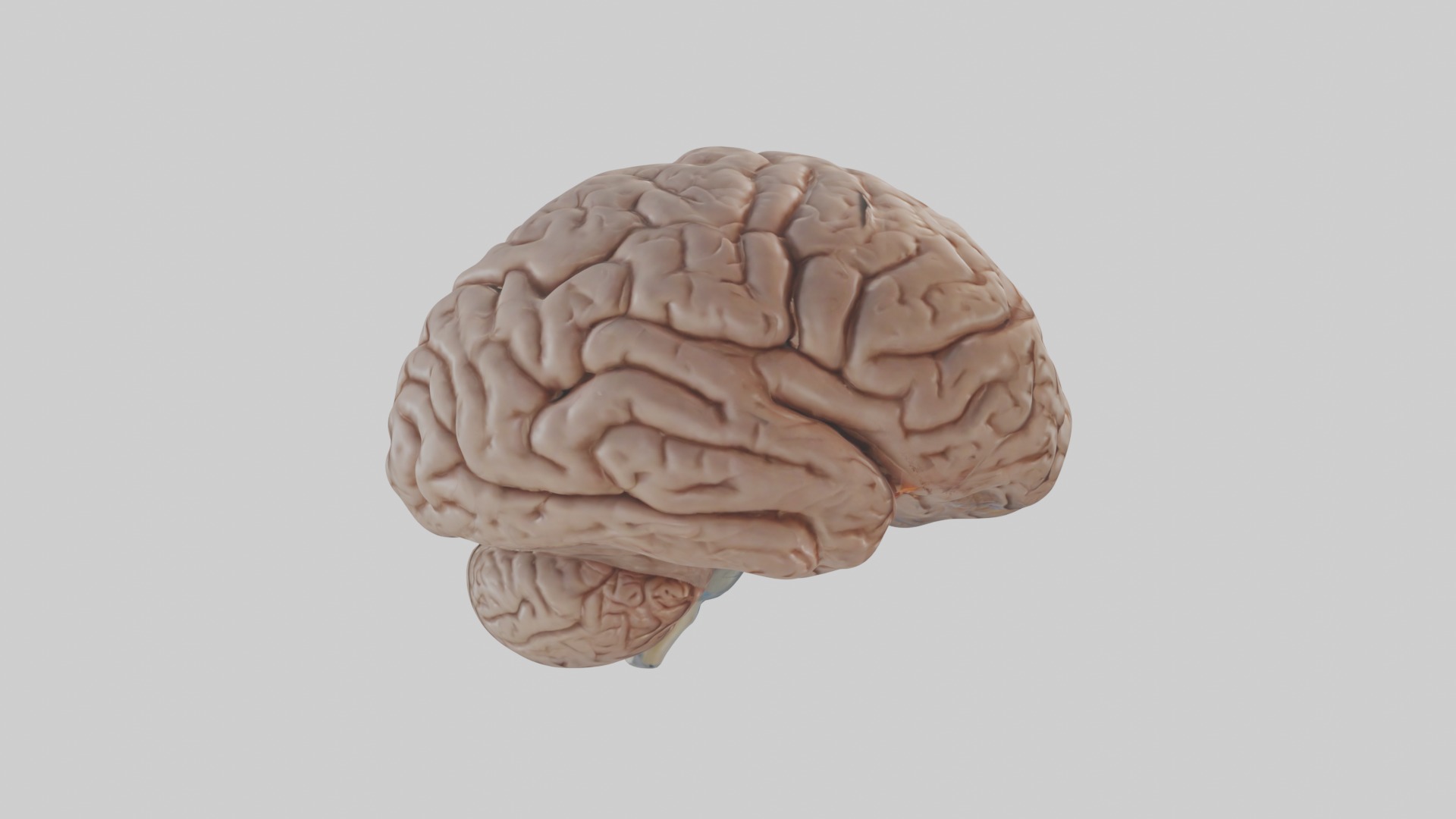 Realistic brain model Low-poly 3D model_7