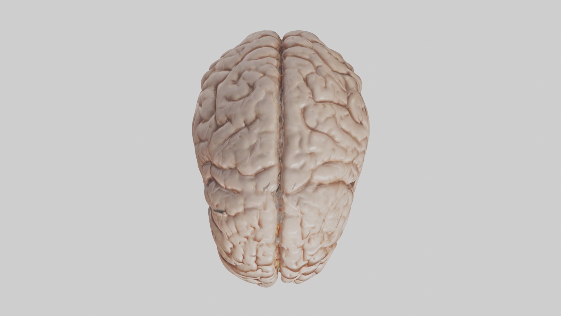 Realistic brain model Low-poly 3D model_8