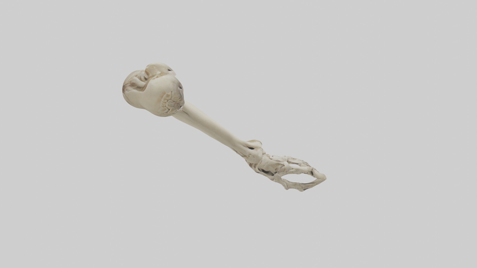 Radius Forearm bone thumb side Low-poly 3D model_12