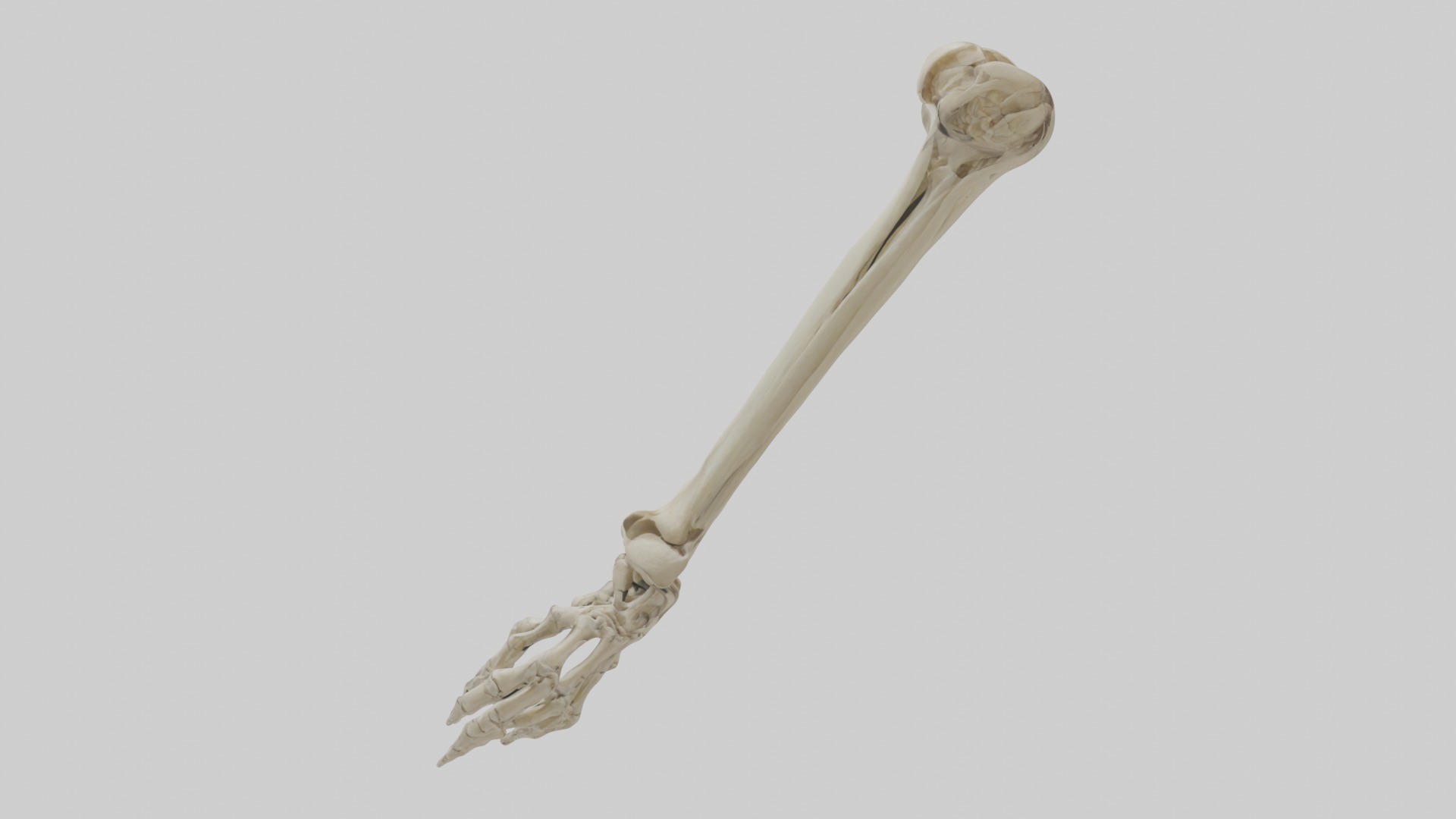 Radius Forearm bone thumb side Low-poly 3D model_1