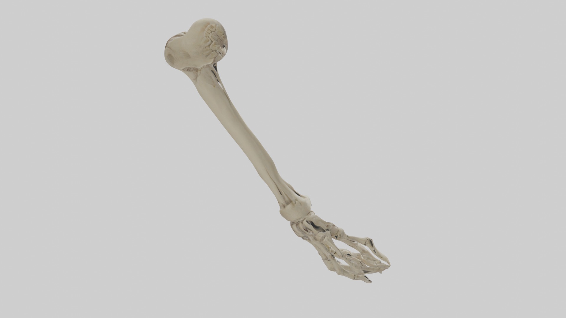 Radius Forearm bone thumb side Low-poly 3D model_7