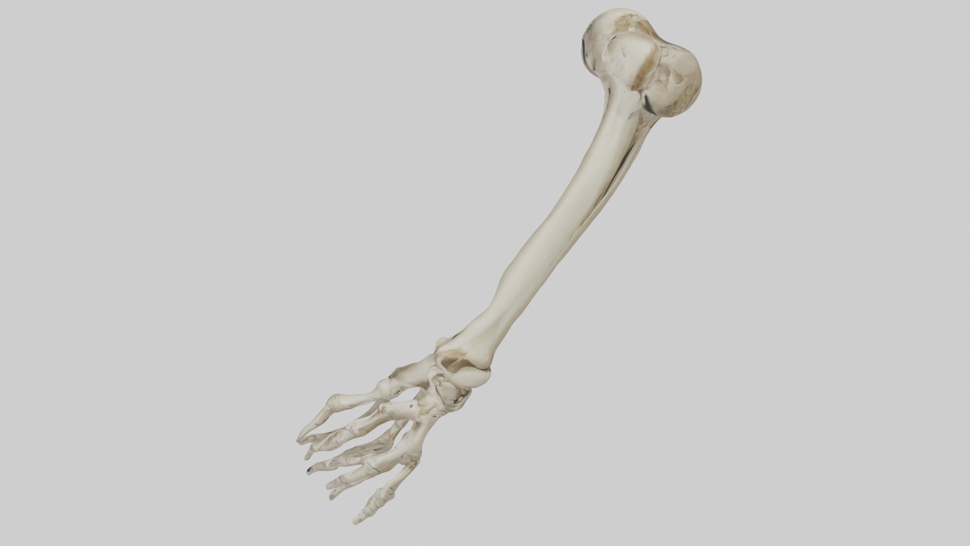 Radius Forearm bone thumb side Low-poly 3D model_11