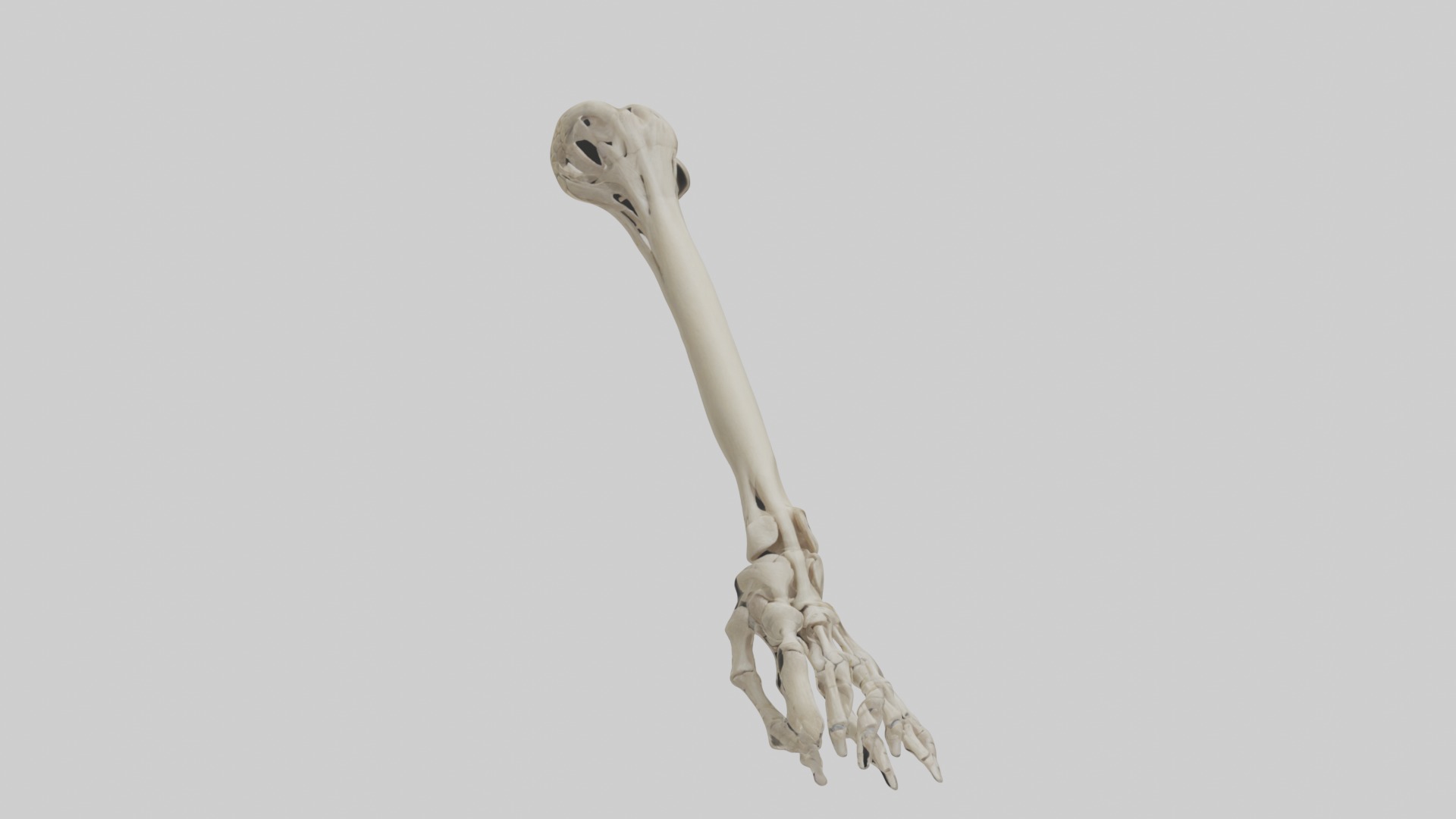 Radius Forearm bone thumb side Low-poly 3D model_3