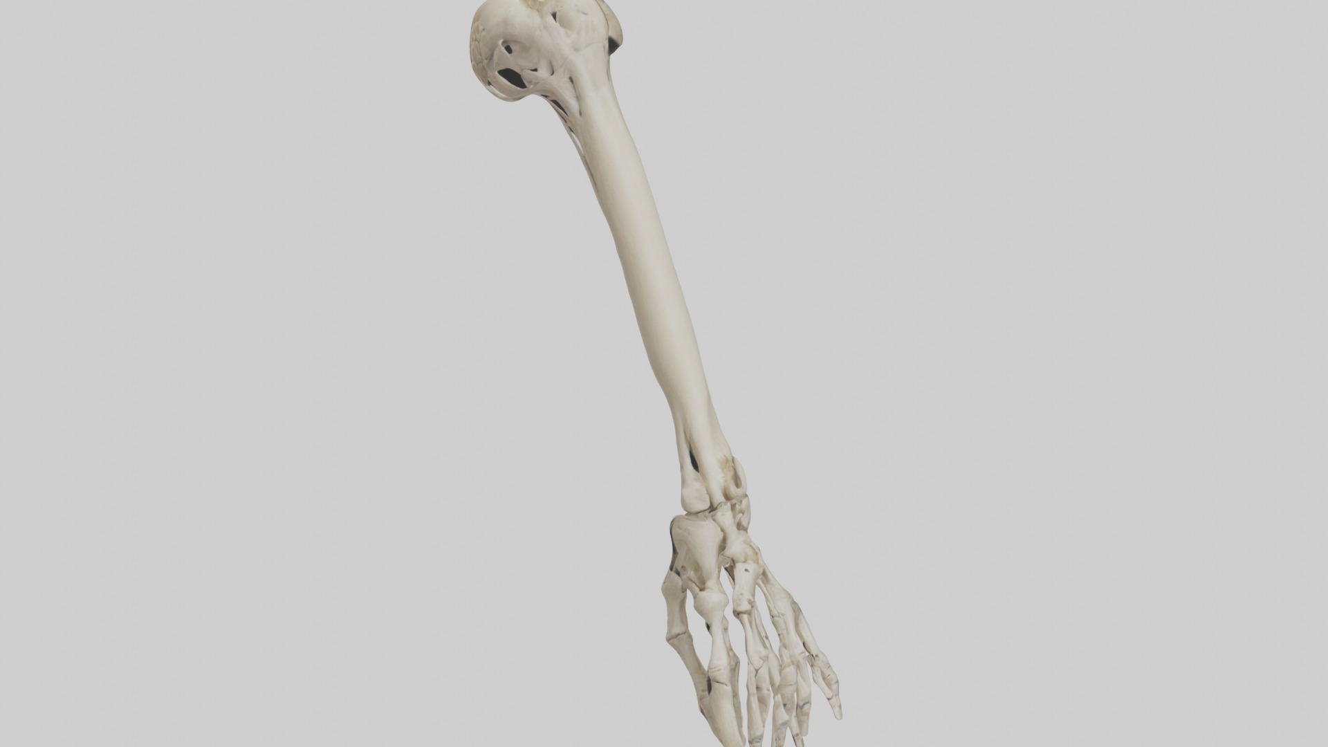 Radius Forearm bone thumb side Low-poly 3D model_10