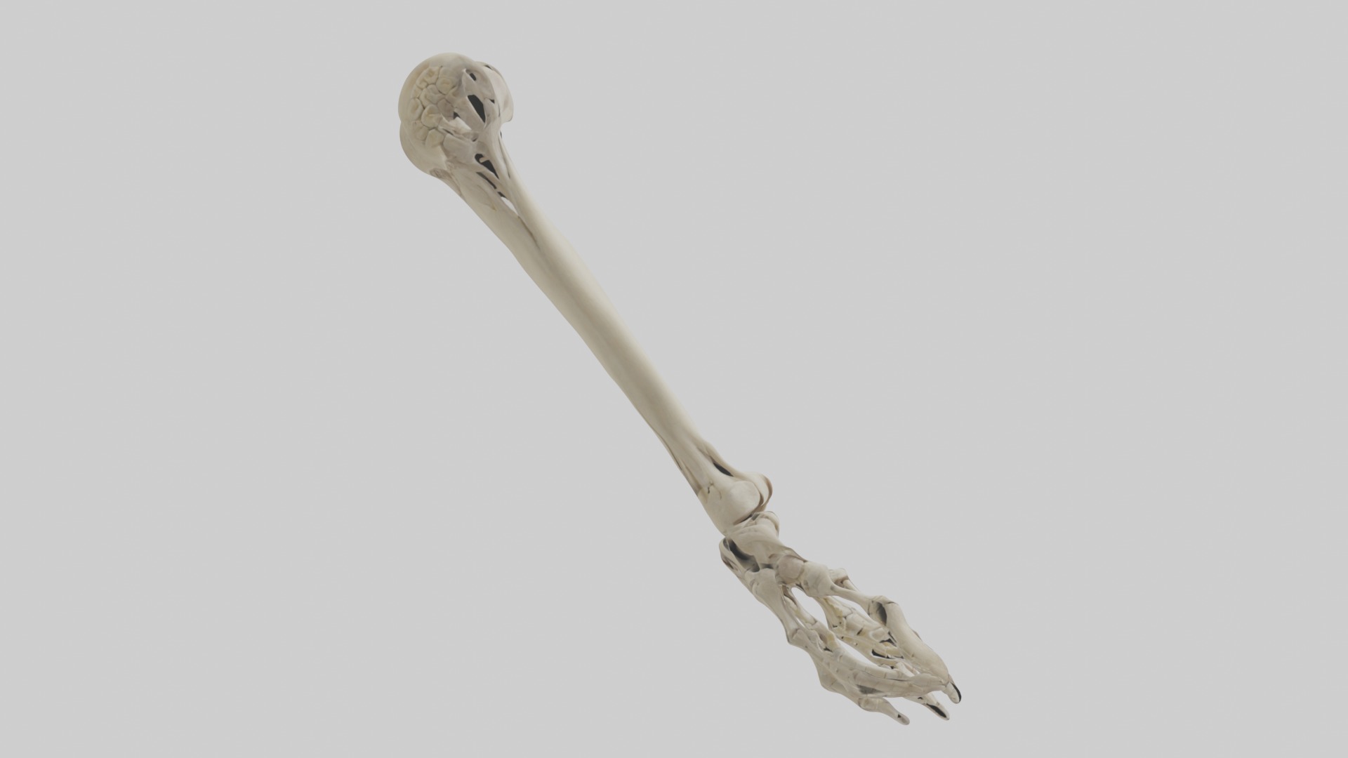 Radius Forearm bone thumb side Low-poly 3D model_5