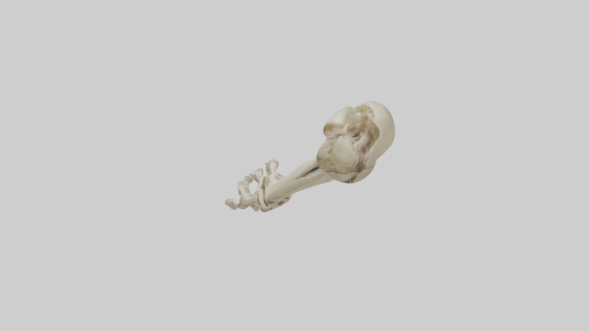 Radius Forearm bone thumb side Low-poly 3D model_9