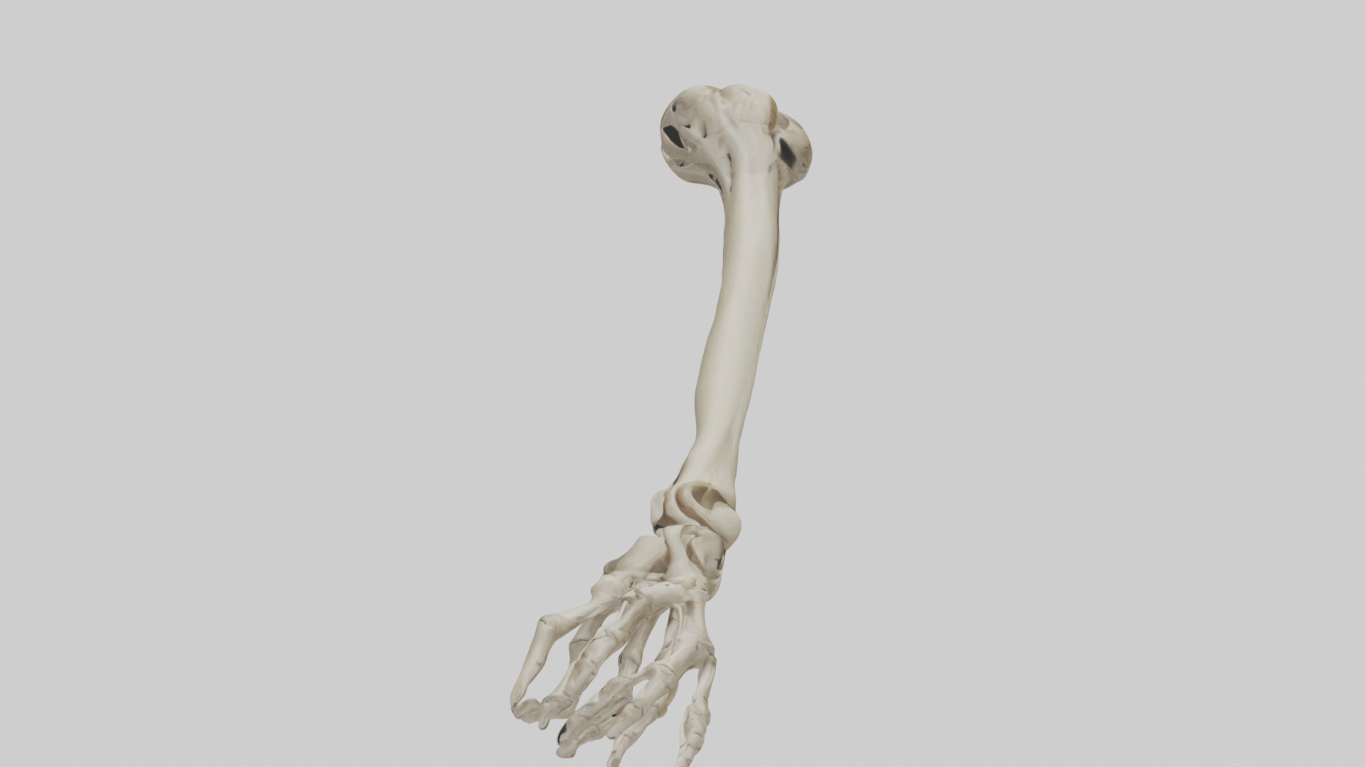 Radius Forearm bone thumb side Low-poly 3D model_4