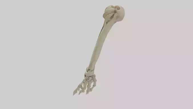 Radius Forearm bone thumb side