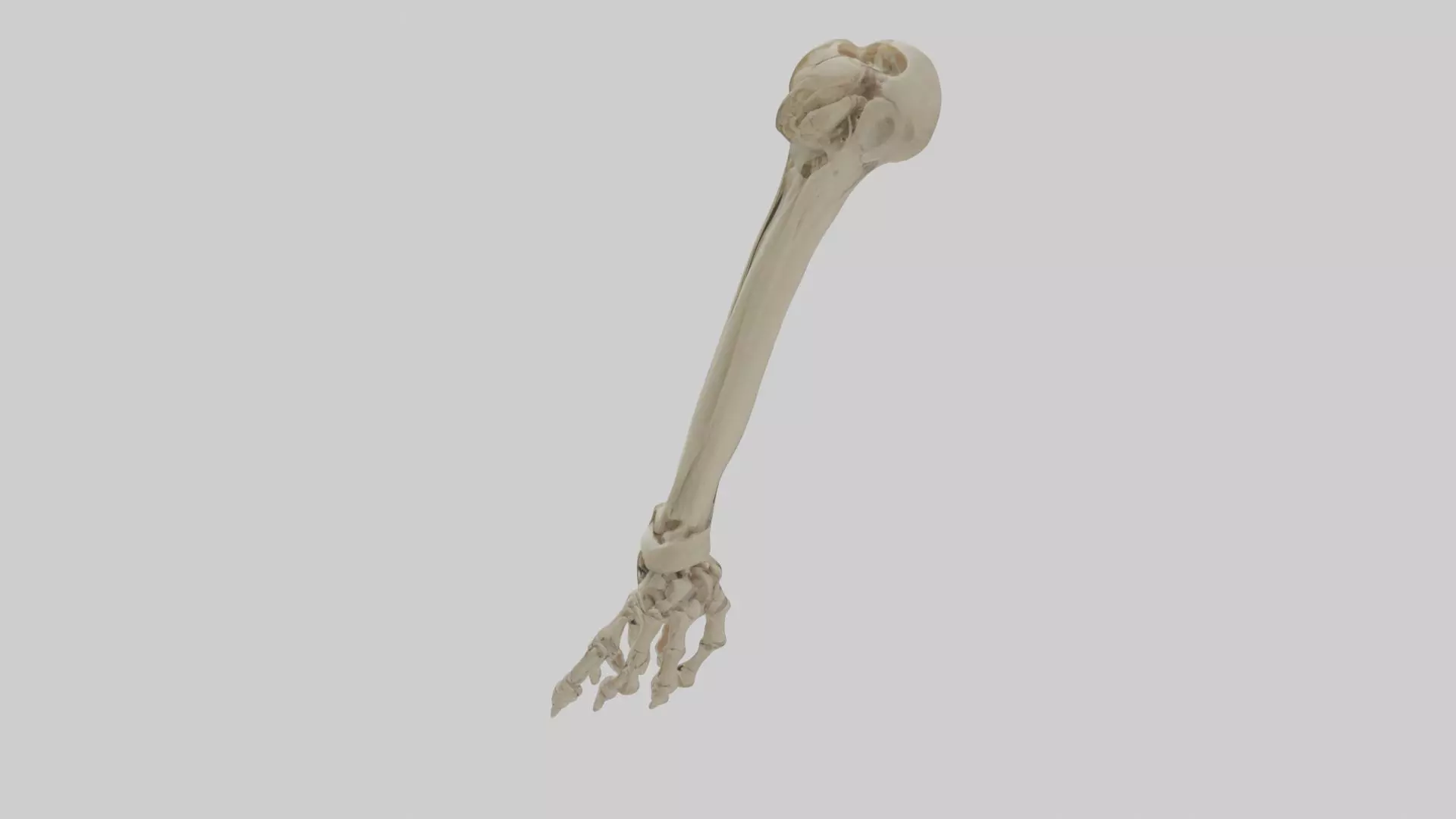 Radius Forearm bone thumb side Low-poly 3D model_0