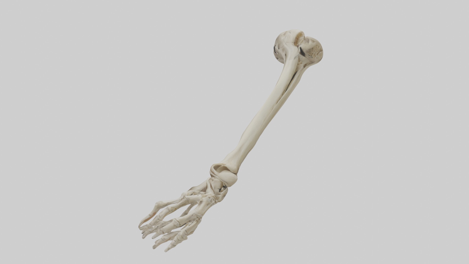 Radius Forearm bone thumb side Low-poly 3D model_6