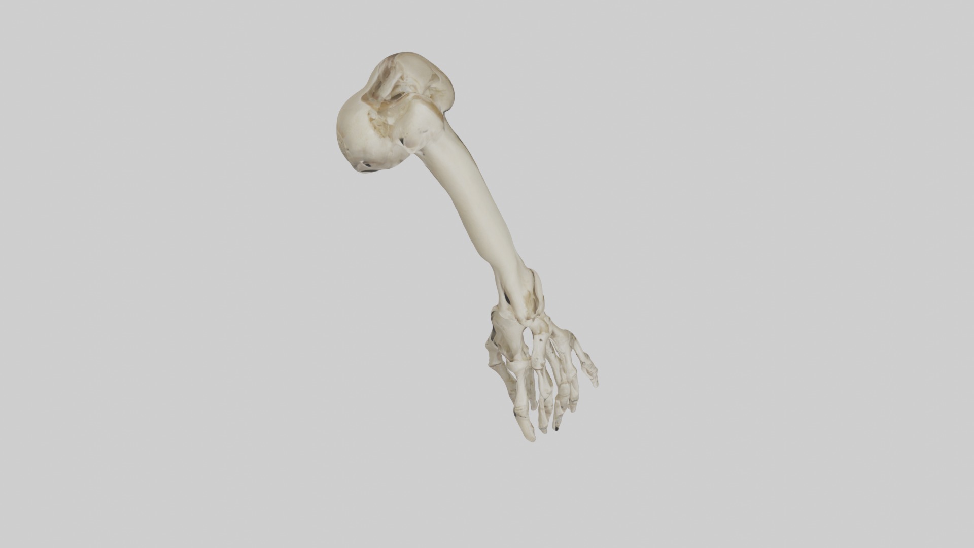 Radius Forearm bone thumb side Low-poly 3D model_8