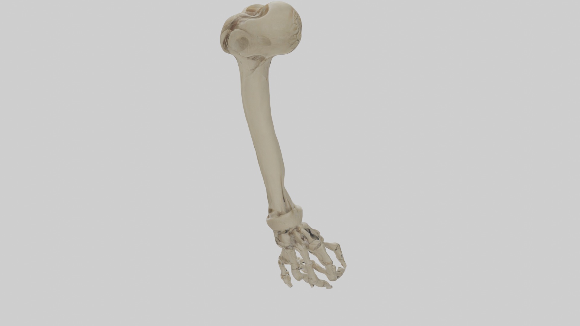 Radius Forearm bone thumb side Low-poly 3D model_2