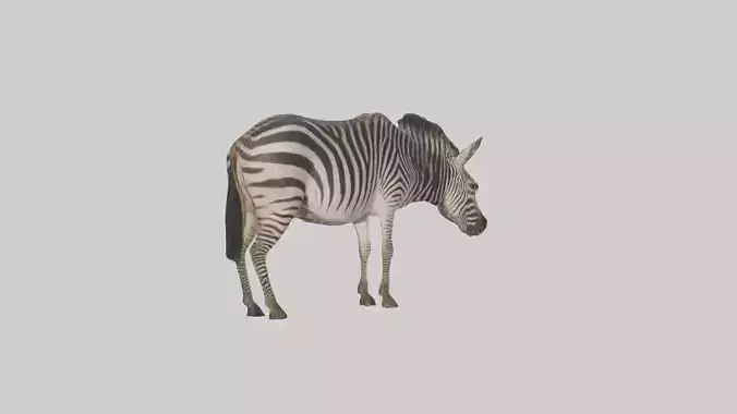 Plains Zebra