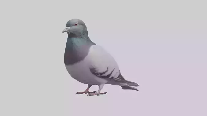 Pigeon Low-poly 3D model