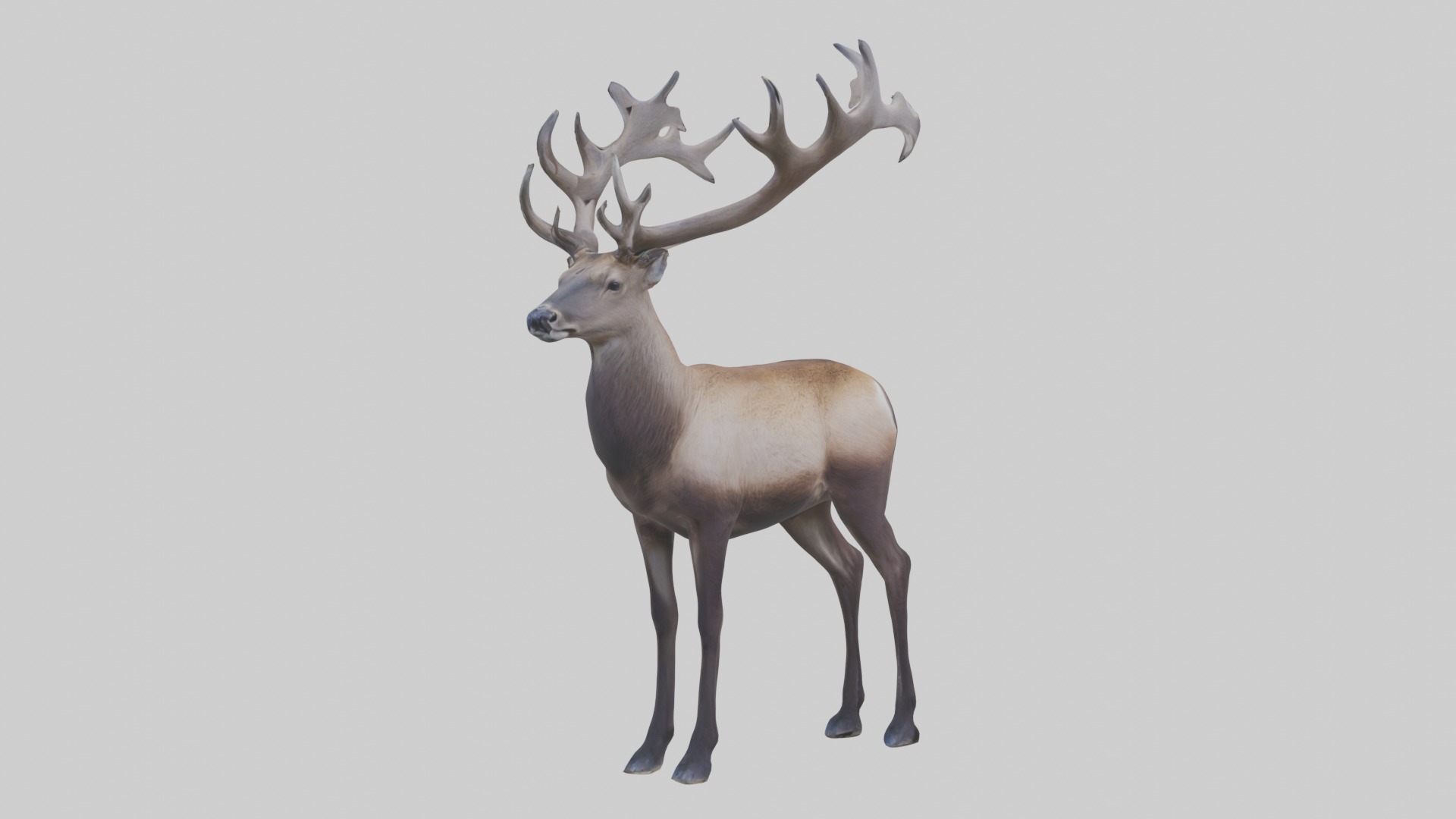 Pere Davids deer Low-poly 3D model_5