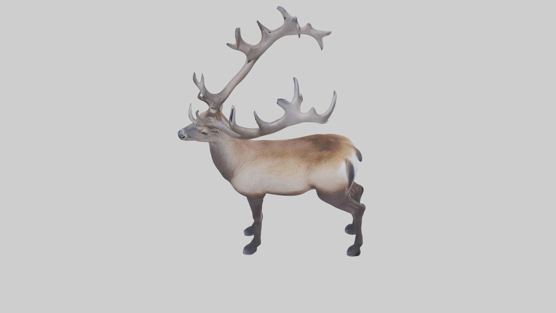 Pere Davids deer Low-poly 3D model_10