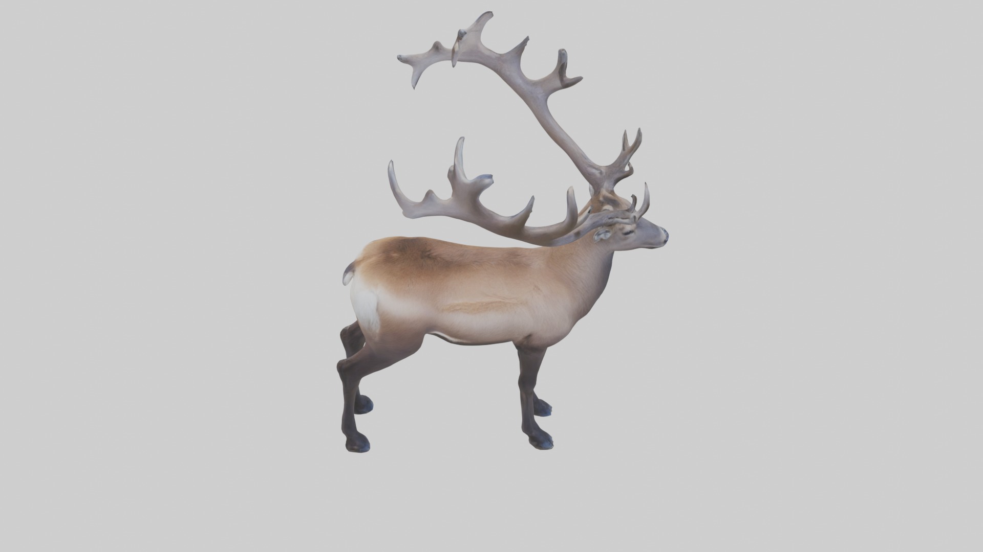 Pere Davids deer Low-poly 3D model_9