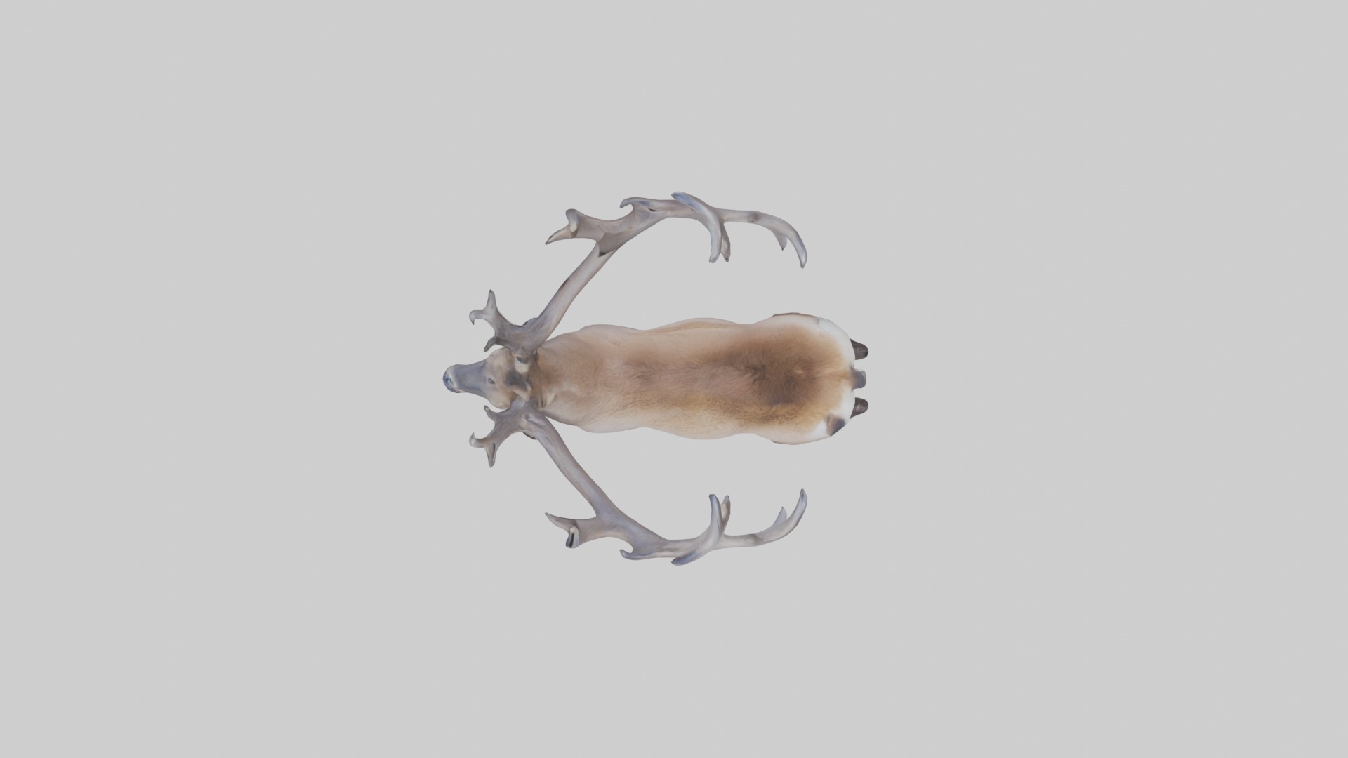 Pere Davids deer Low-poly 3D model_8