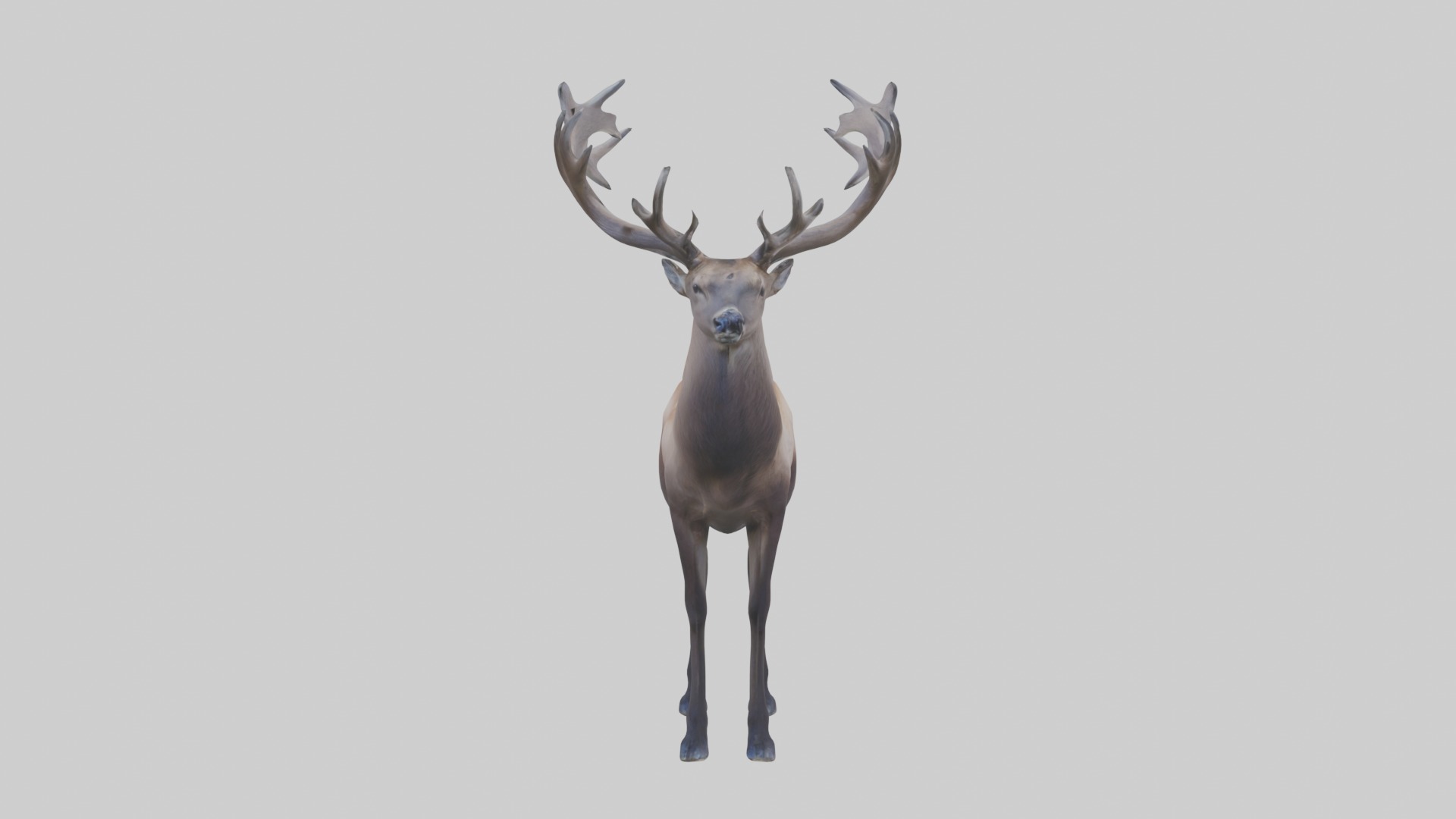 Pere Davids deer Low-poly 3D model_7