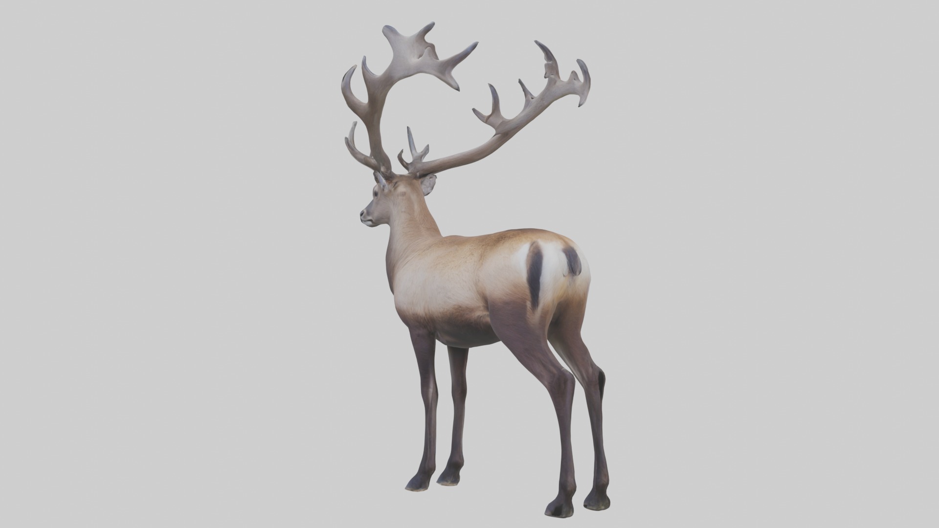 Pere Davids deer Low-poly 3D model_4