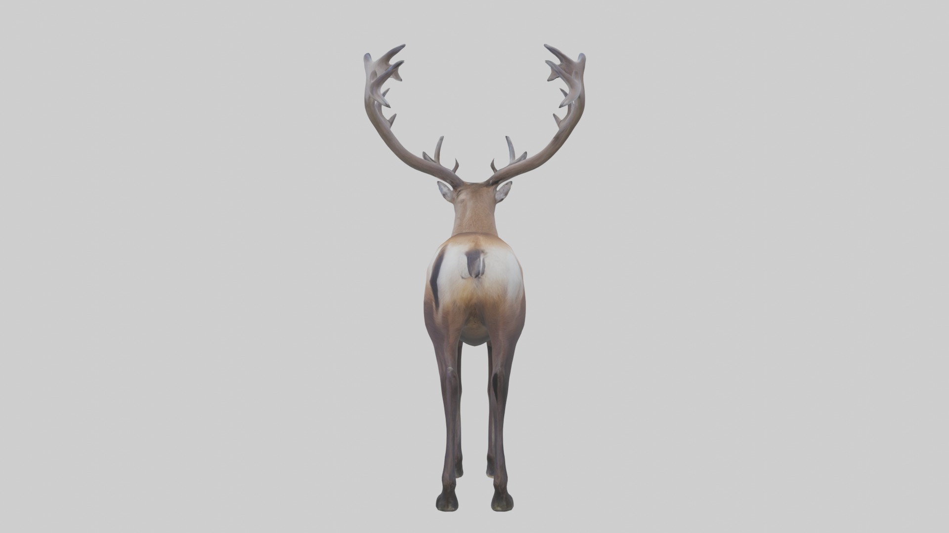 Pere Davids deer Low-poly 3D model_6