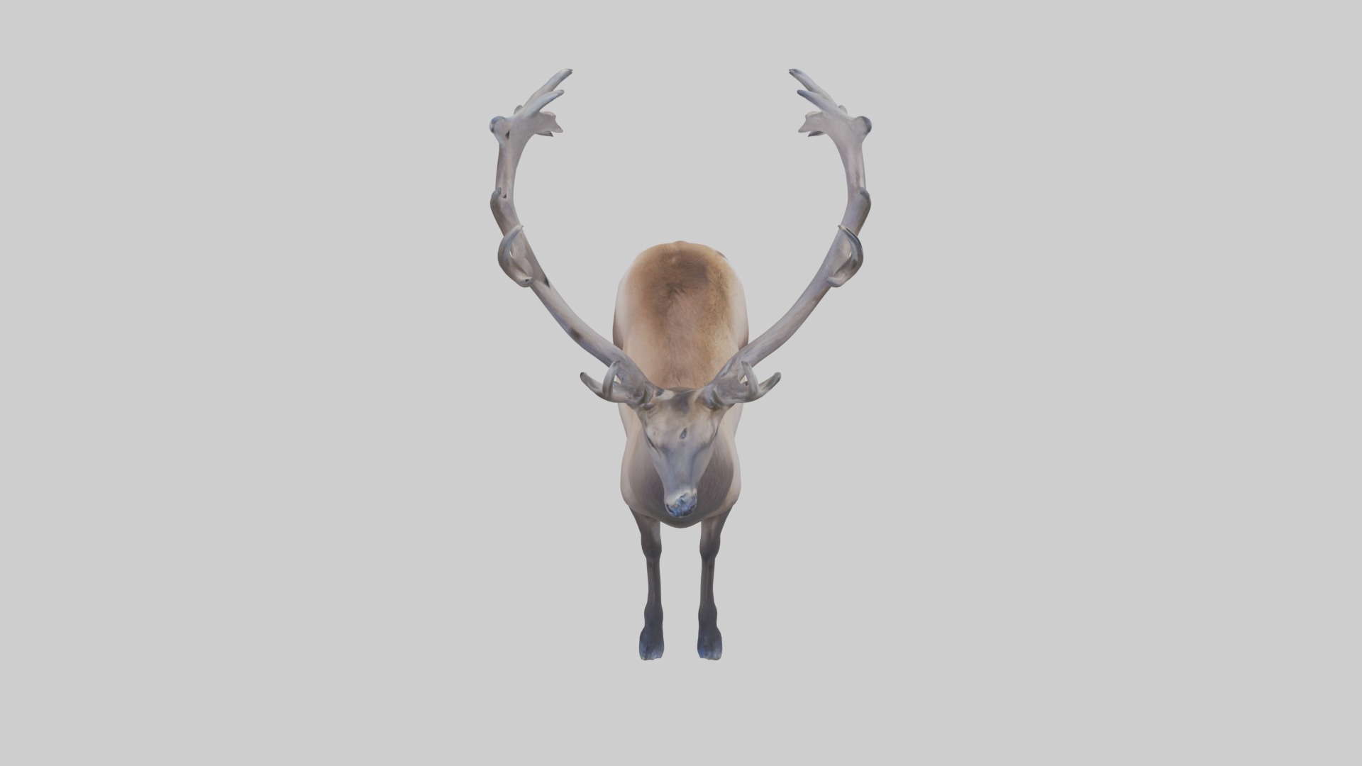 Pere Davids deer Low-poly 3D model_12