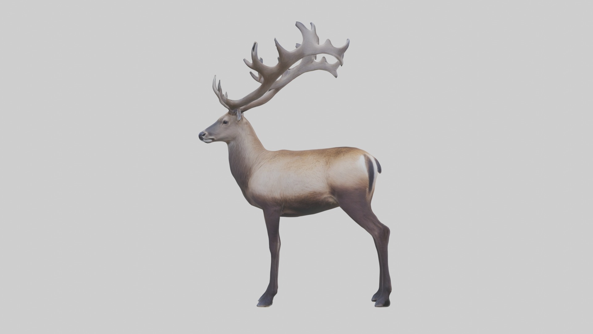 Pere Davids deer Low-poly 3D model_3