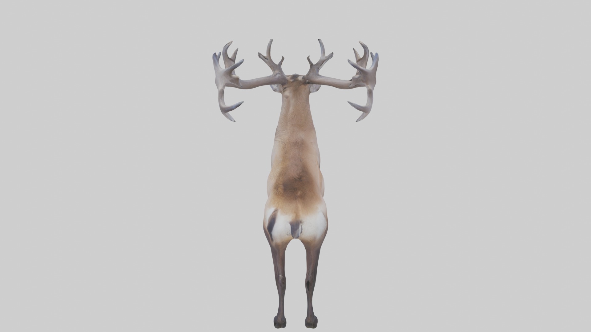 Pere Davids deer Low-poly 3D model_11