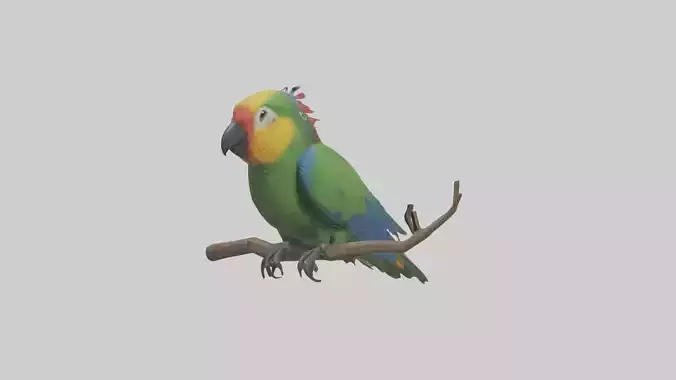 Parrot Model